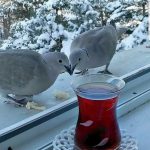 Predivna zivotna prica o dva goluba
