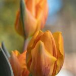 Legenda o tulipanima